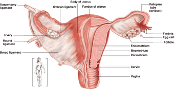 Uterus Didelphys Wikipedia