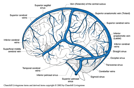 Superior cerebral veins - Wikipedia