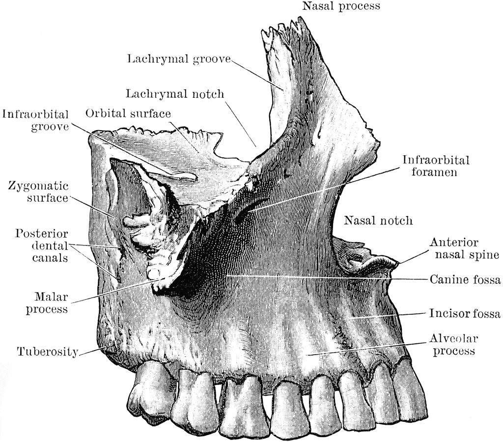 infraorbital foramen of maxilla