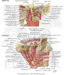 Branches of the mandibular nerve. *Motor branches. ABD = Anterior belly