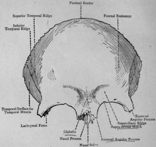 frontal eminence