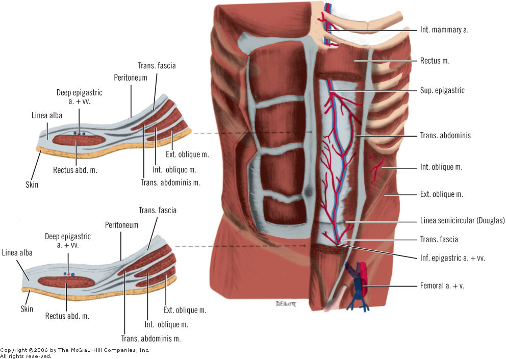 Rectus abdominis muscle Sheath