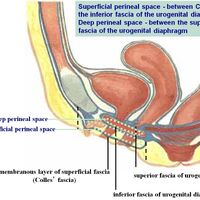 Radiological Spaces And Foramina Pelvis Superficial And Deep Perineal Pouches Ranzcrpart1 Wiki Fandom The perineal membrane provides a caudal (superficial) boundary for the deep perineal pouch, which is also limited rostrally (deeply) by the endopelvic fascia of the pelvic floor. radiological spaces and foramina pelvis