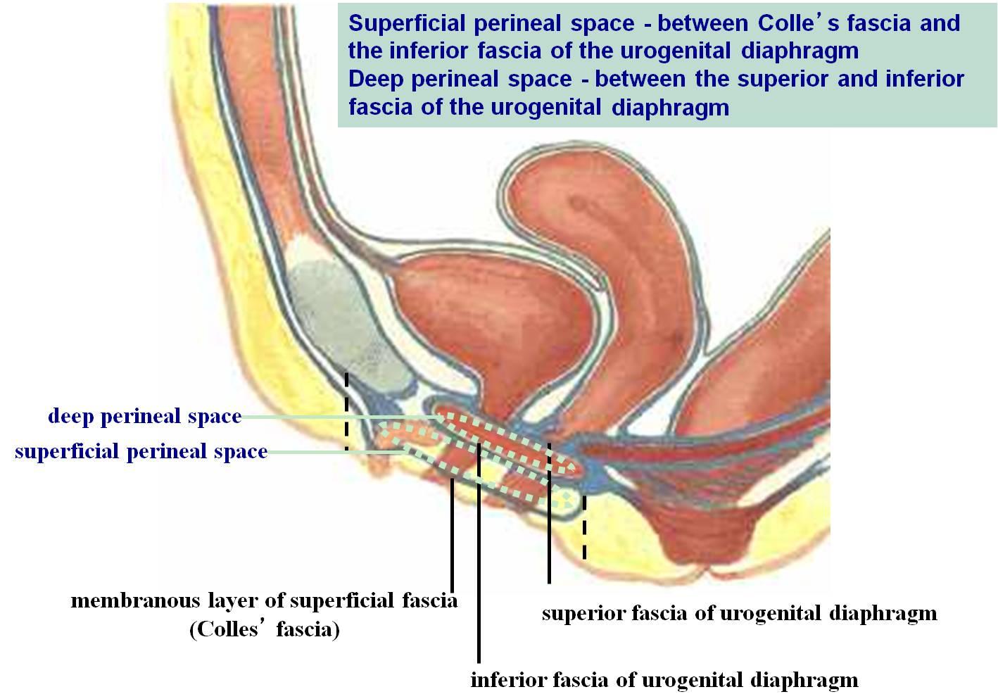 Inferior view of the deep male and female perineal pouch - no