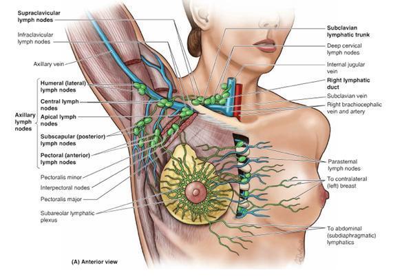 shoulder lymph nodes