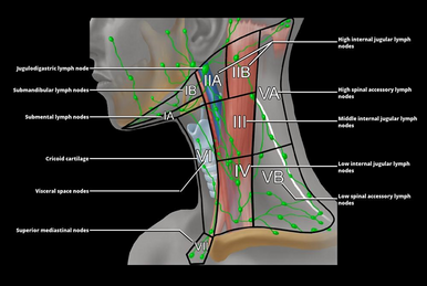 Infratemporal fossa:Mandibular n. & branches, RANZCRPart1 Wiki