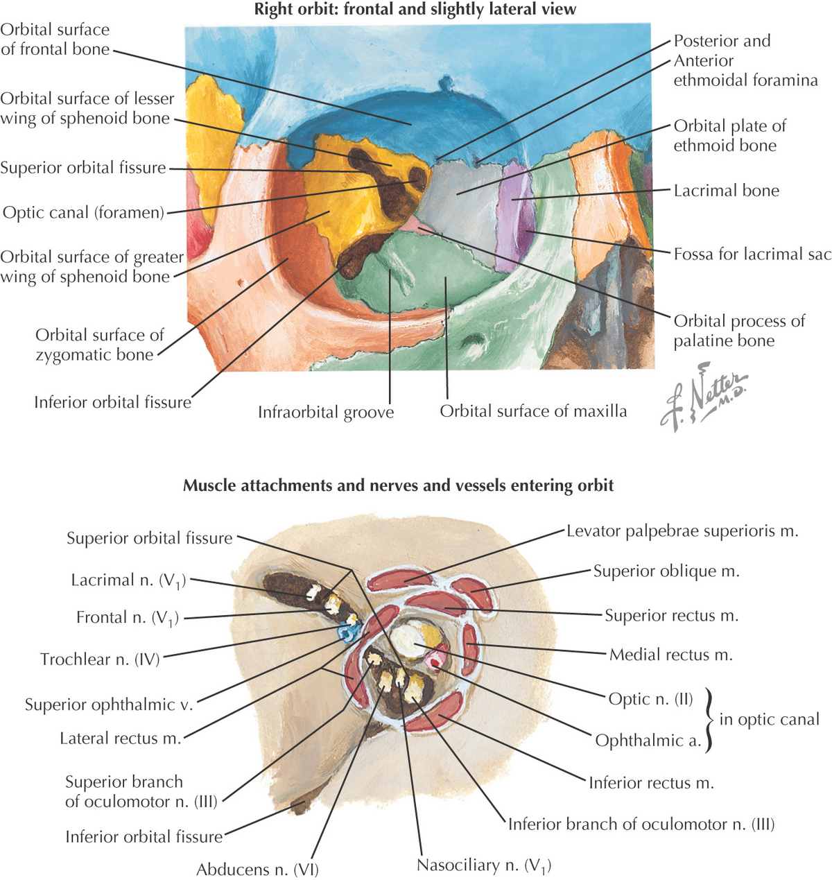 Superior Orbital Fissure Sphenoid 2244