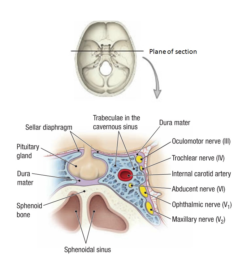 sella turcica diagram