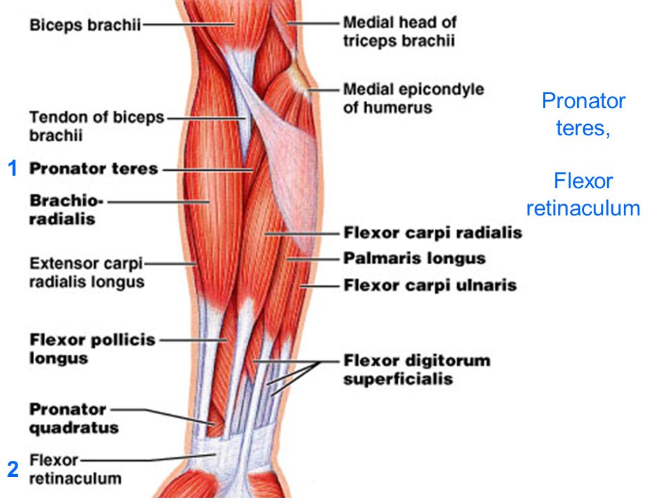 Extensor tendon of the forearm