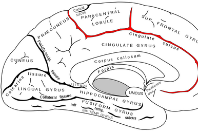 sagittal fissure