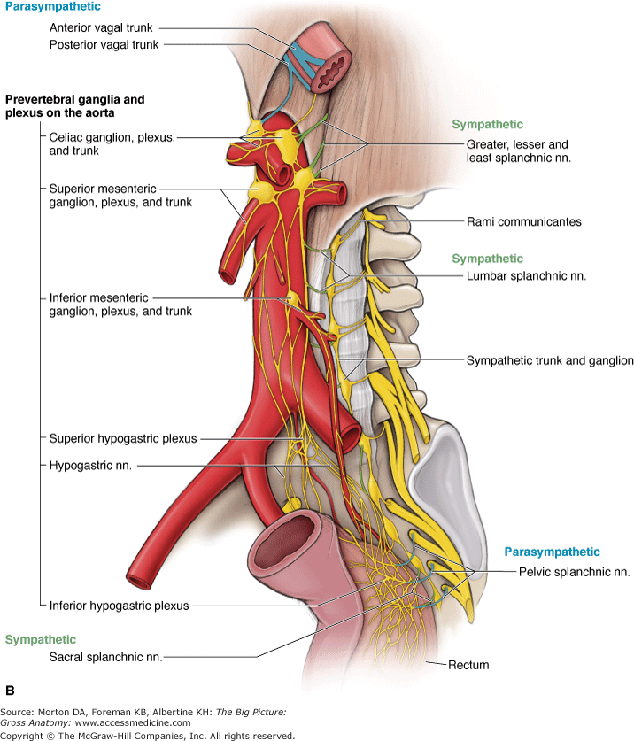 Nervespelvissacral Splanchnic Nerves Sympathetic Ranzcrpart1 Wiki