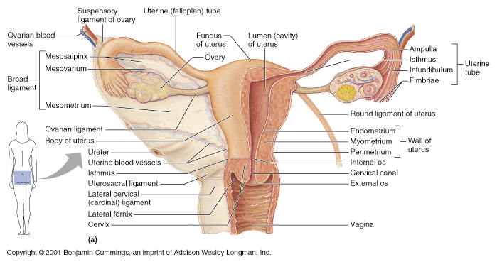 ovary anatomy ligament