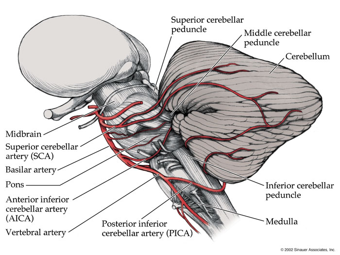 superior cerebellar artery distribution