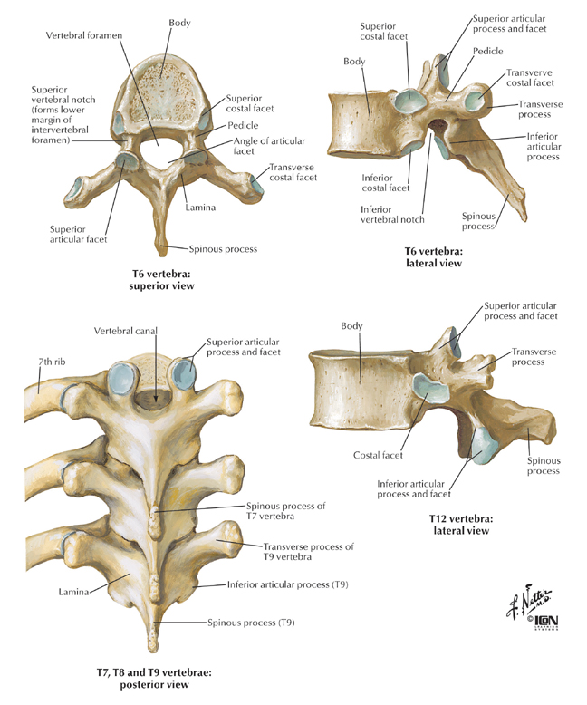 Spine And Backbonesthoracic Vertebrae Ranzcrpart1 Wiki Fandom 