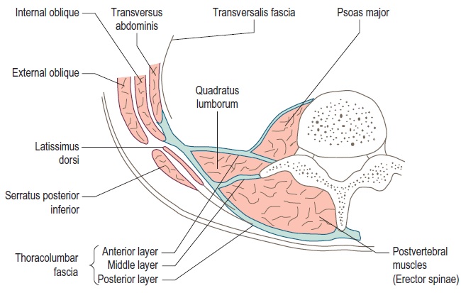 Abdomen:Muscles:Posterior abdominal muscles and fasciae, RANZCRPart1 Wiki