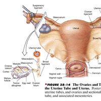 Viscera Uterine Tubes Broad Ligament Ranzcrpart1 Wiki Fandom