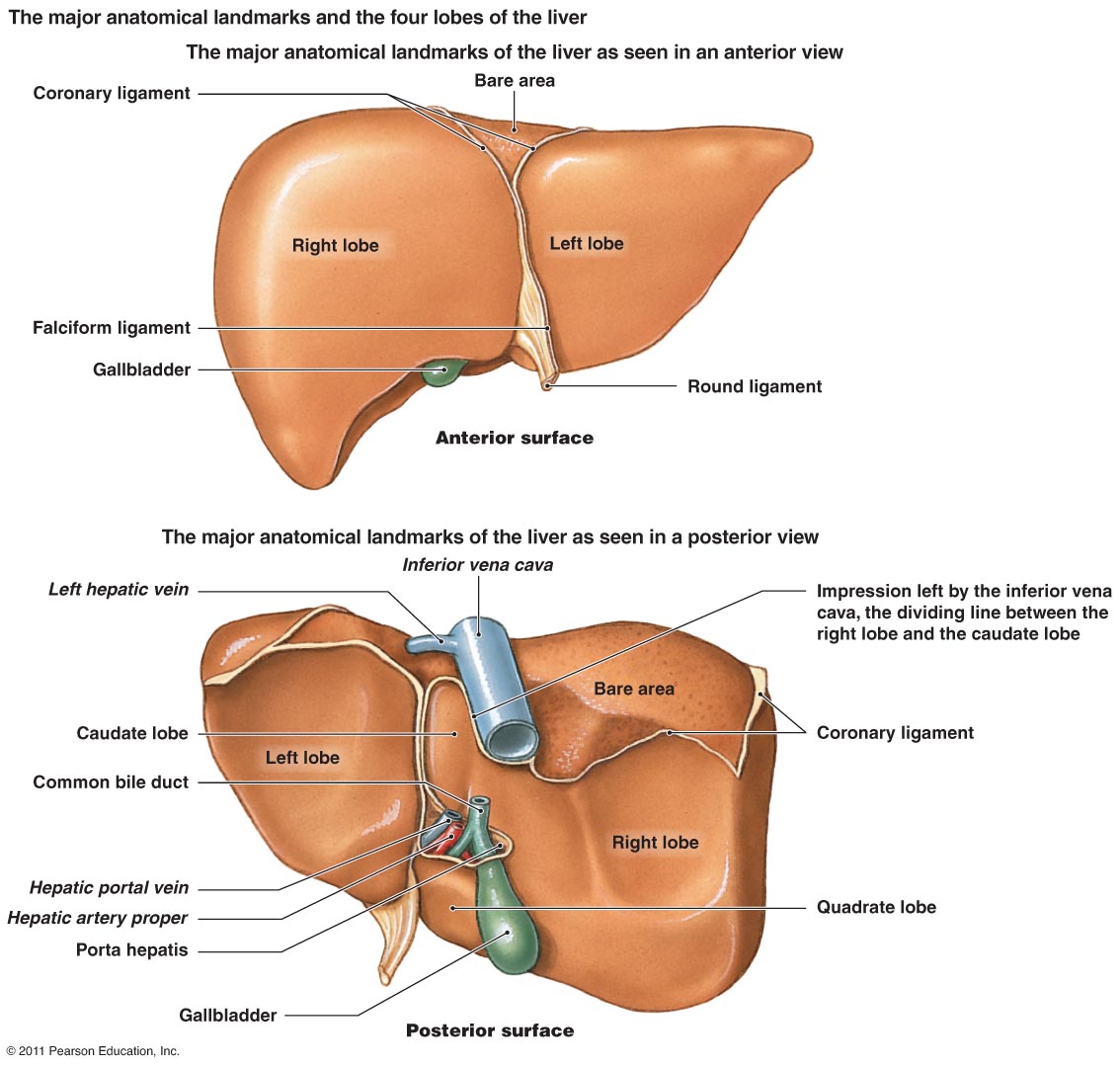 Abdomen — Wikipédia