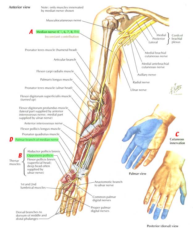 Nerves:Arm/Shoulder:Median nerve course, relations and innervation