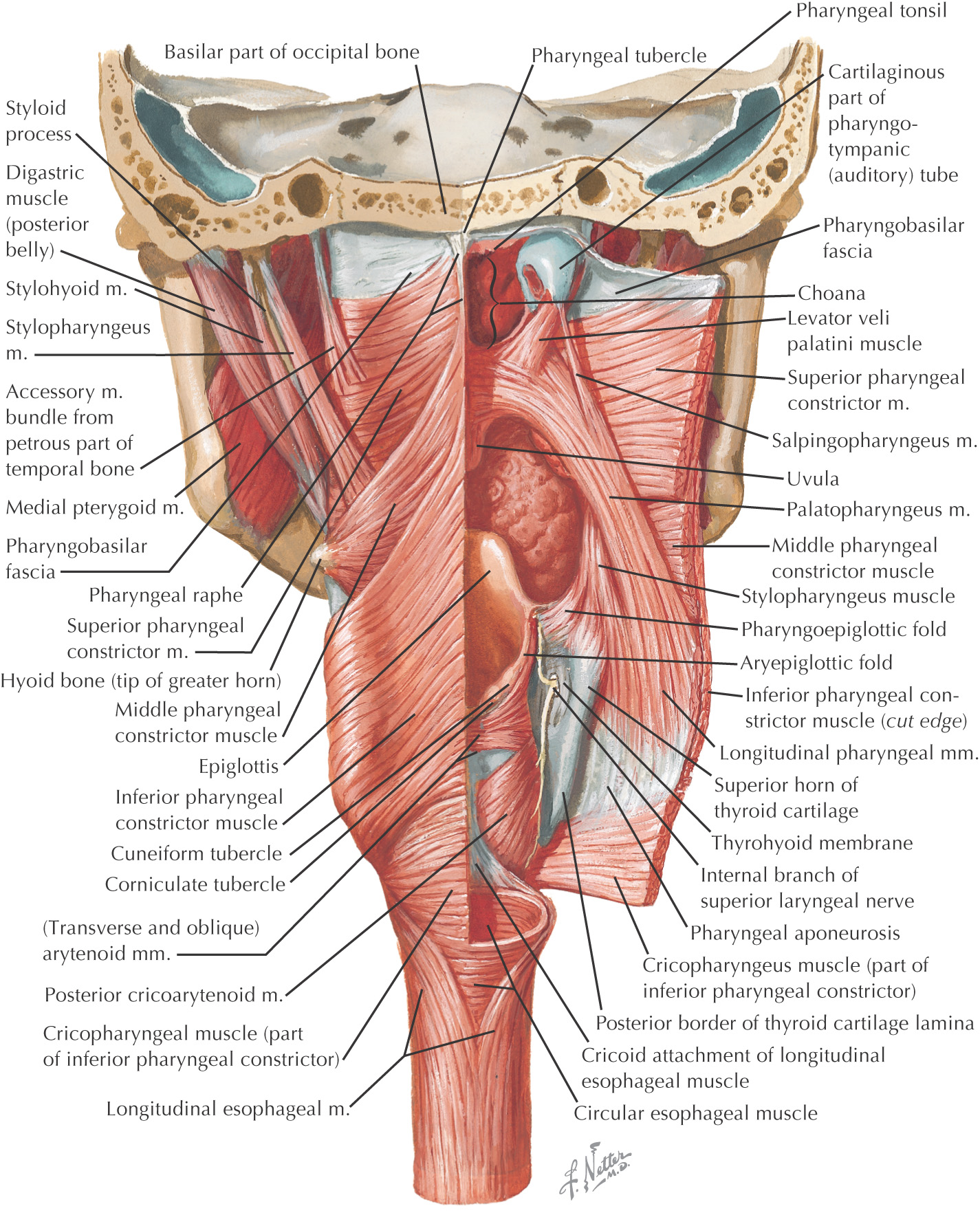 pharyngeal raphe