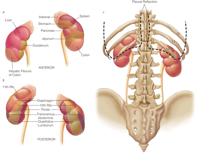 Renal cortex - Wikipedia