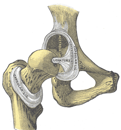 Patella - Wikipedia