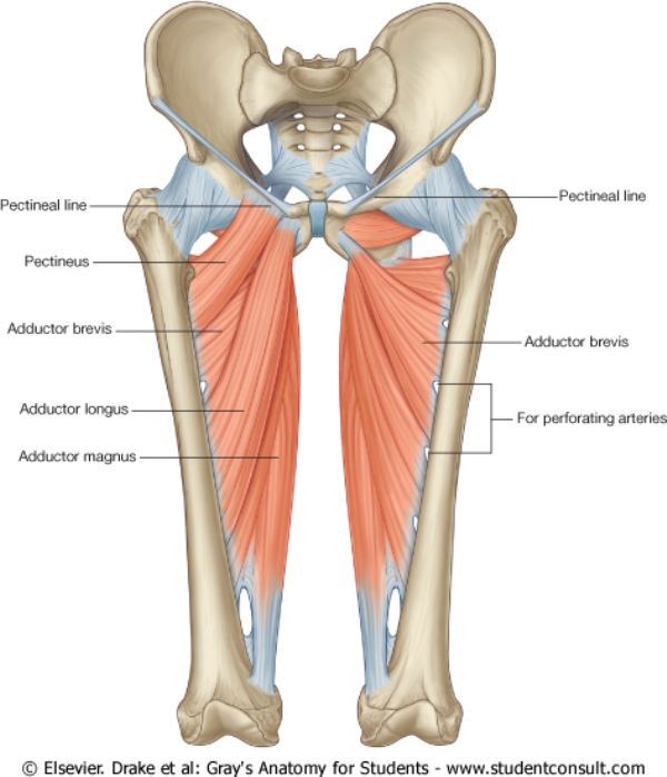 thigh muscle compartments
