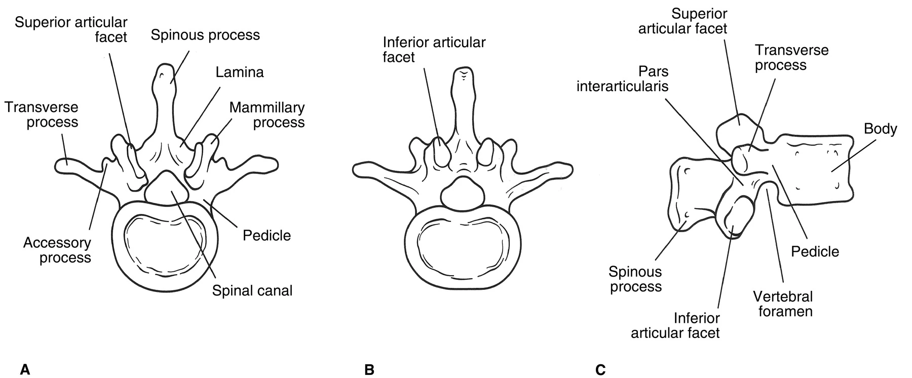 Spine & BackBonesLumbar vertebrae RANZCRPart1 Wiki Fandom