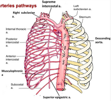wallpapers Internal Mammary Artery Anatomy thorax arterial structure right and