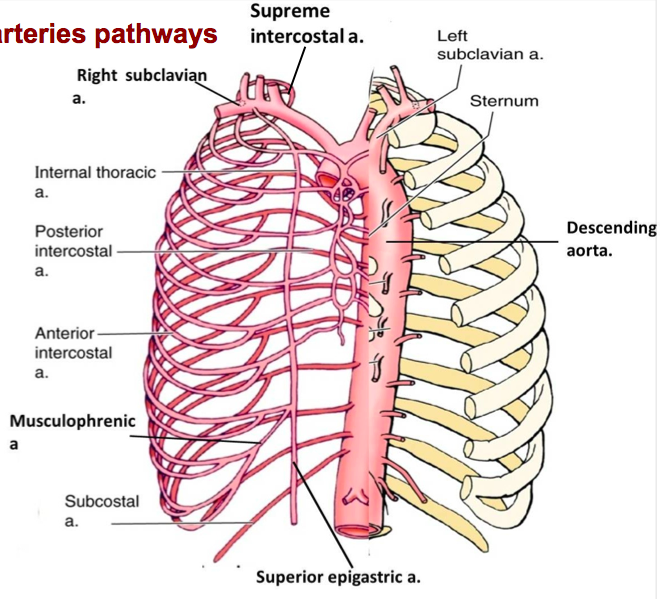 musculophrenic artery