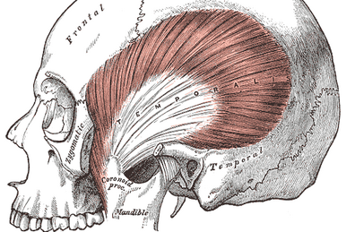 Infratemporal fossa:Mandibular n. & branches, RANZCRPart1 Wiki