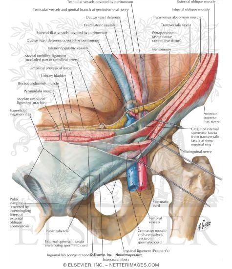 Inguinal Canal: Anatomy and Hernias | Concise Medical Knowledge
