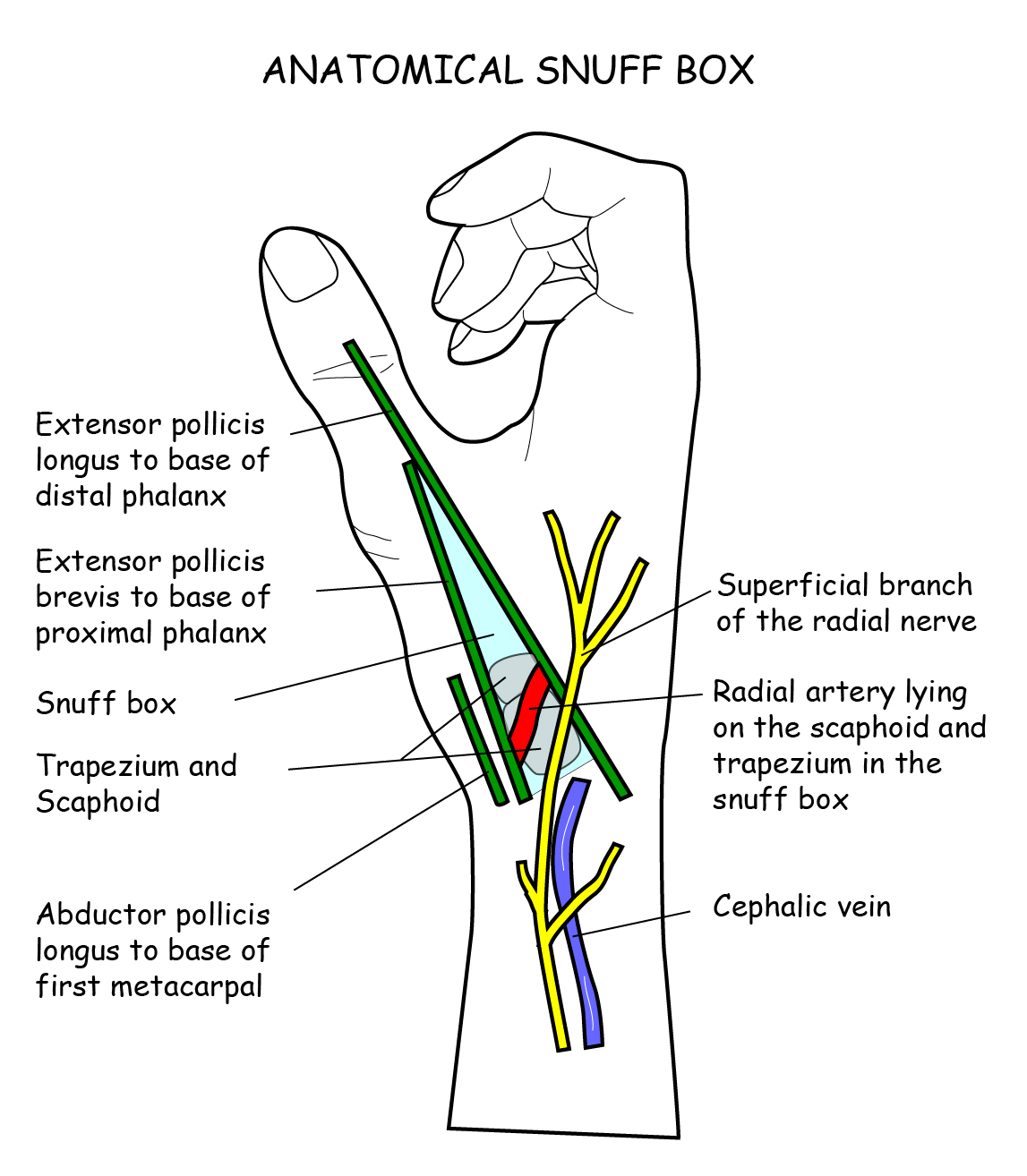 Regions anterior:Anatomical snuff box:Boundaries, RANZCRPart1 Wiki