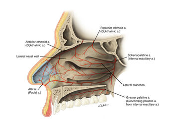 nasal cavity sinuses