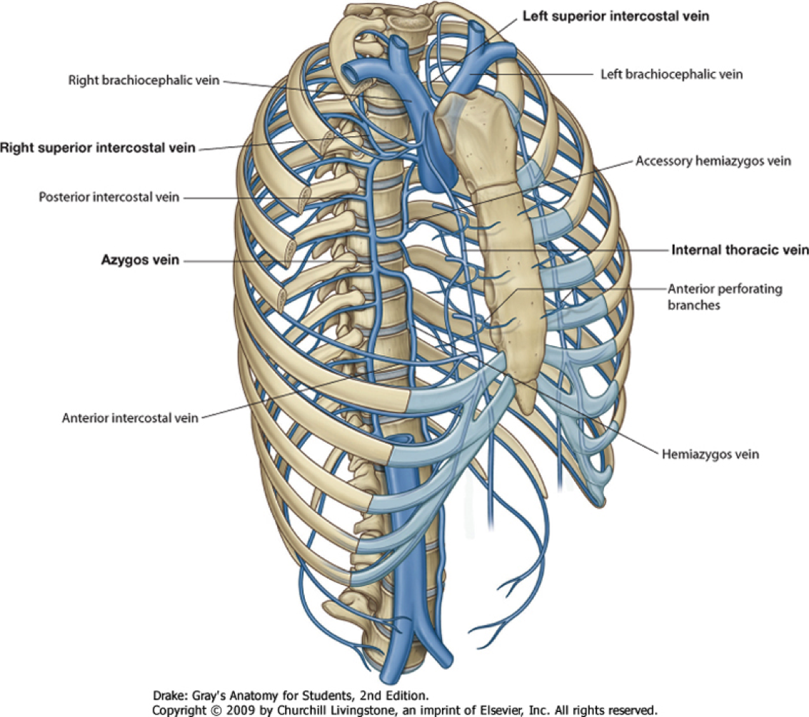 Internal bigs. Azygos Vein анатомия. Вена azygos анатомия. Непарная и полунепарная вены анатомия.