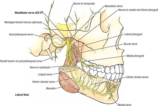 Infratemporal Fossa Branches of Mandibular Nerve (CN V3) Diagram