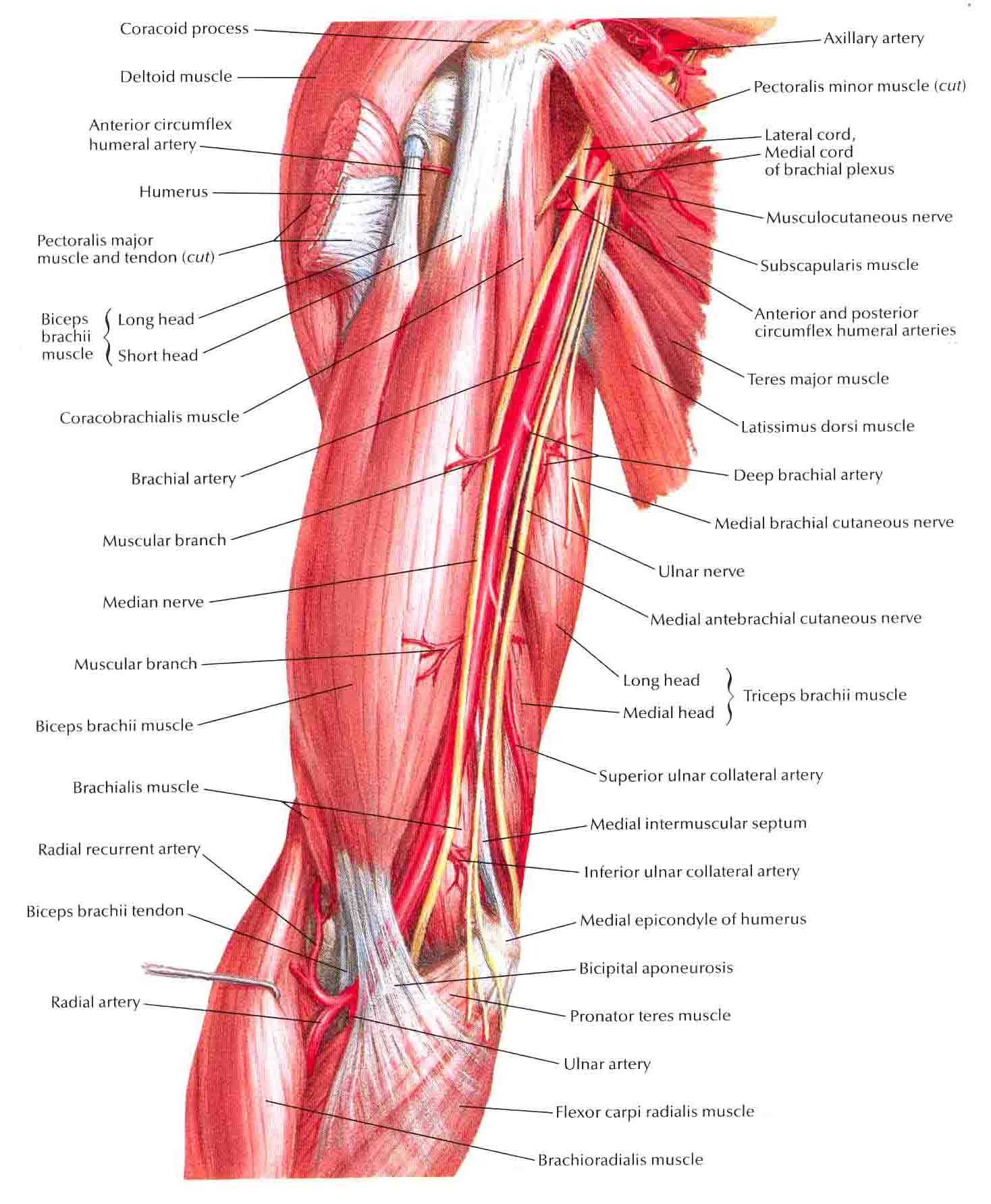 Arterial Structure Brachial Brachial Ranzcrpart1 Wiki Fandom