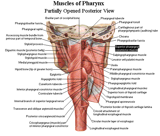 middle pharyngeal constrictor muscle