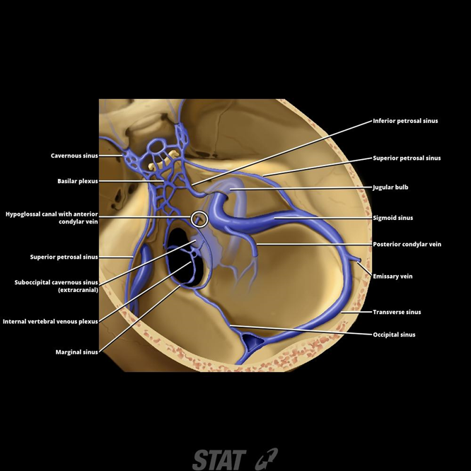 Superior cerebral veins - Wikipedia