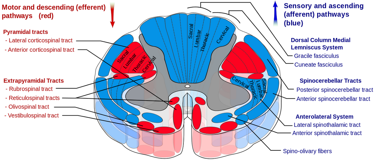spinal cord anatomy cross section