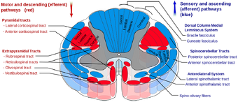 10 Spinal Cord Ranzcrpart1 Wiki Fandom The internal gray matter is arranged so that a column of gray matter extends up and down dorsally, one on each side; 10 spinal cord ranzcrpart1 wiki fandom