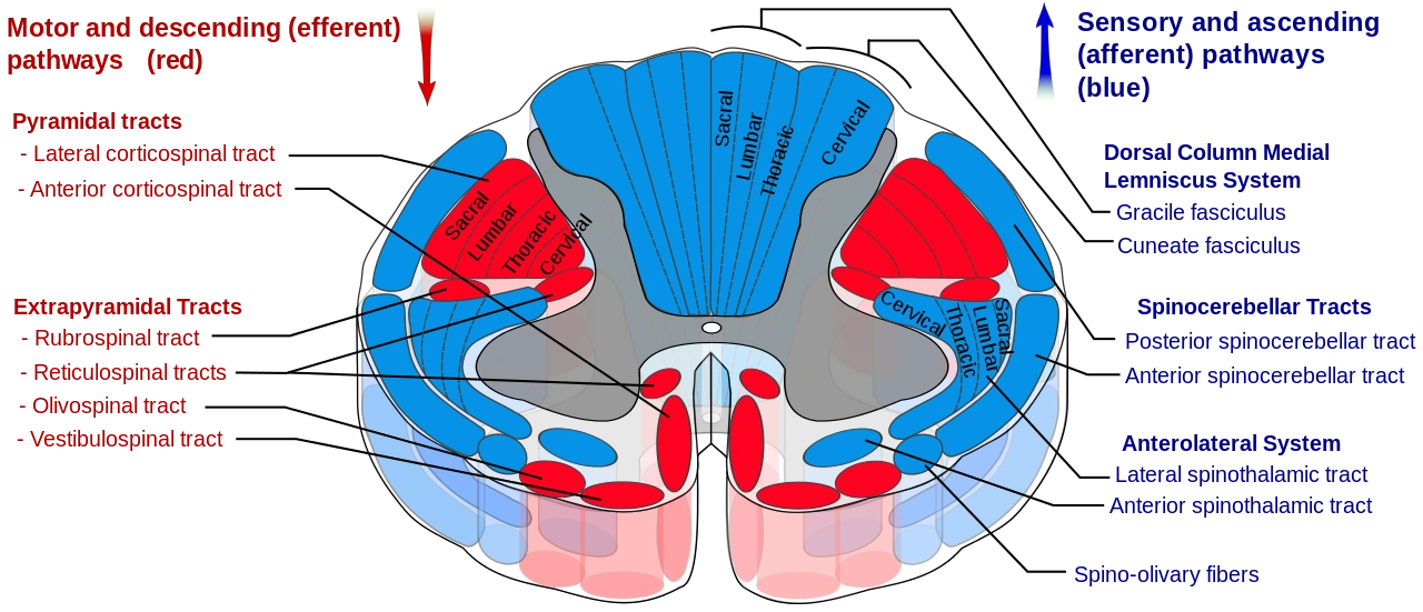 10. Spinal cord | RANZCRPart1 Wiki | Fandom