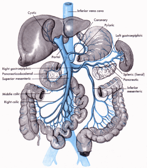 portal vein anatomy