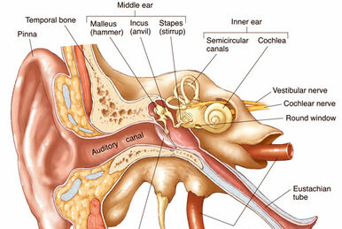 Infratemporal fossa:Mandibular n. & branches, RANZCRPart1 Wiki