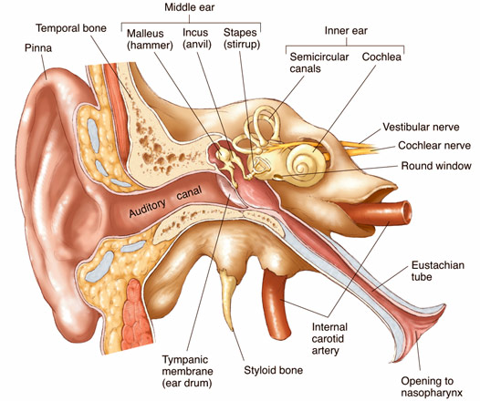 nasopharynx eustachian tube