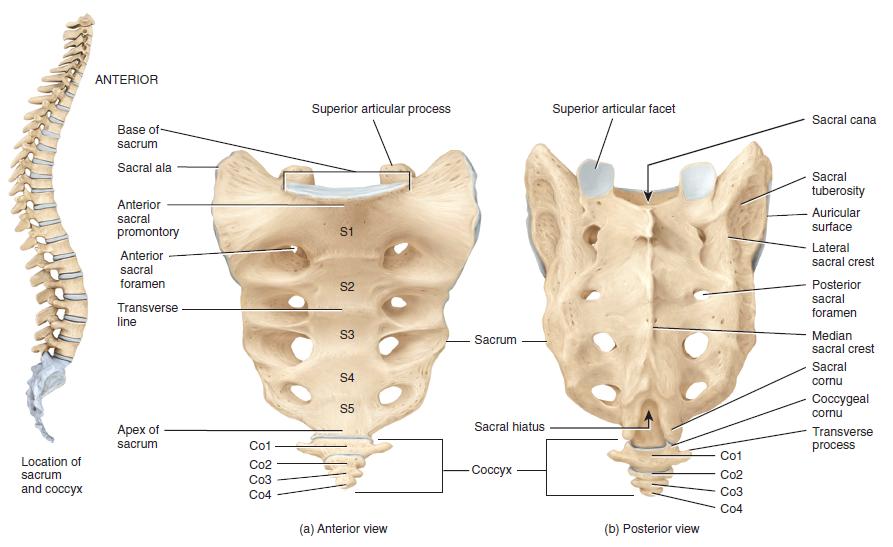 median sacral crest