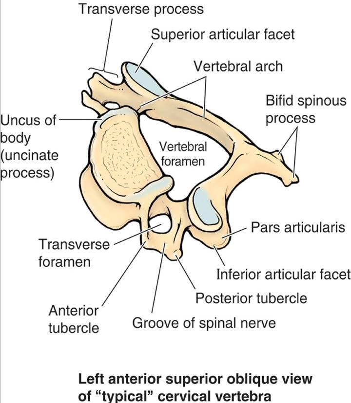 Cervical vertebrae, Encyclopedia, , Learn anatomy