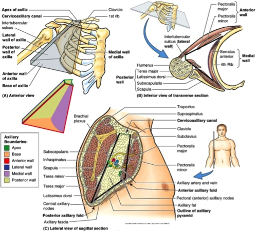 posterior axillary fold