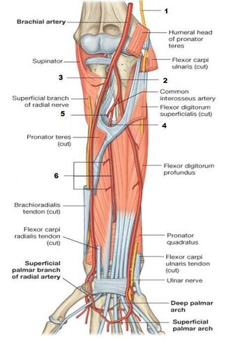 Nerves:Arm/Shoulder:Ulnar nerve course, relations and innervation, RANZCRPart1 Wiki