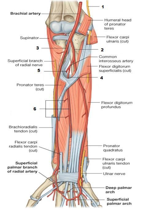 right ulnar artery