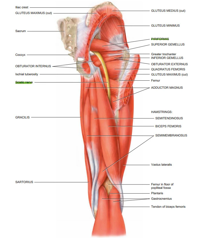 sciatic nerve muscle innervation